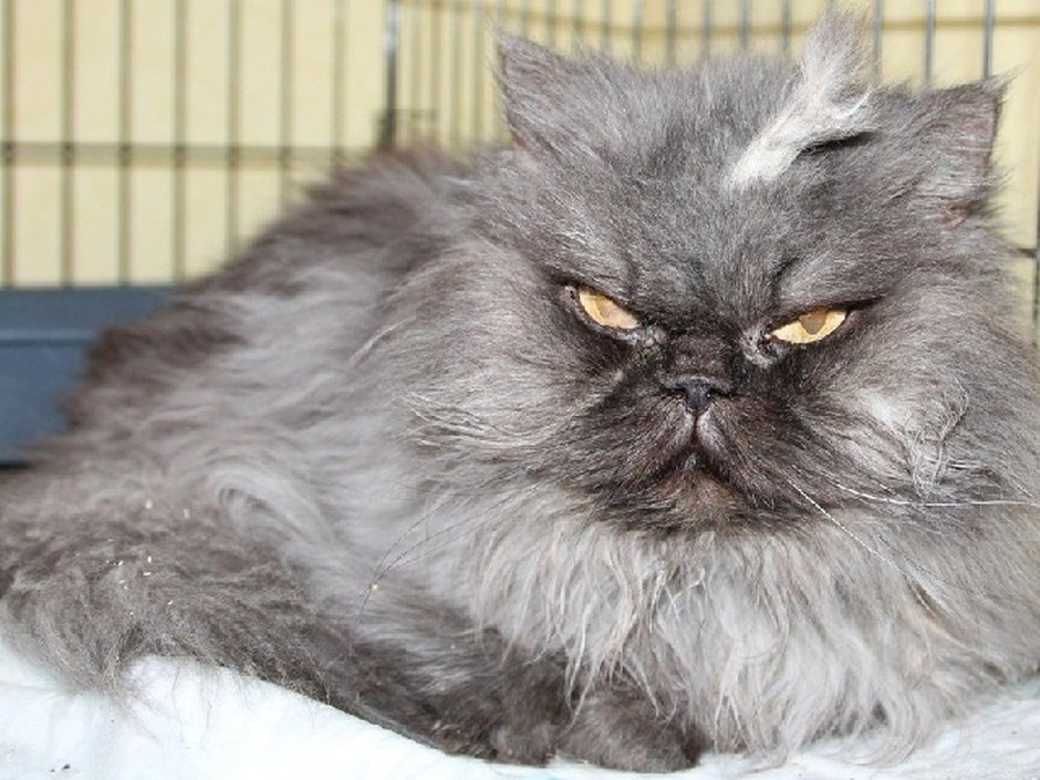 Самый злой кот в мире