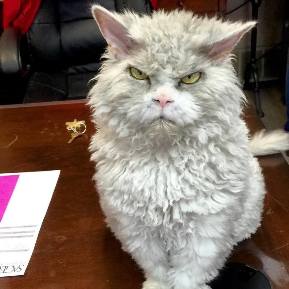 Кот возмущен