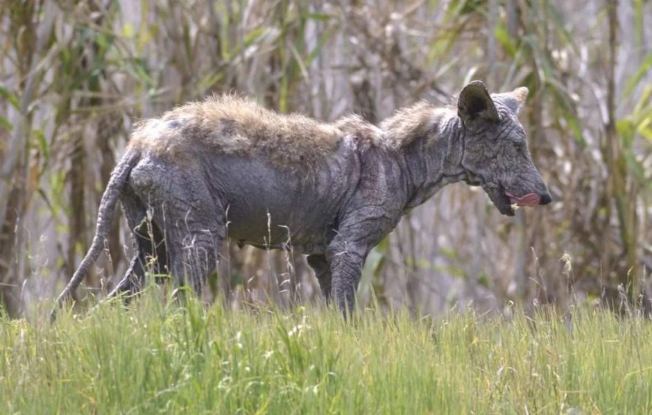 Белоомутская чупакабра