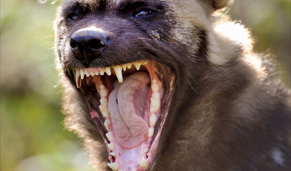 Диких собак которые рычат