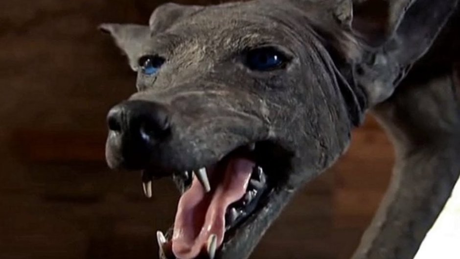 Чупакабра в реальном мире