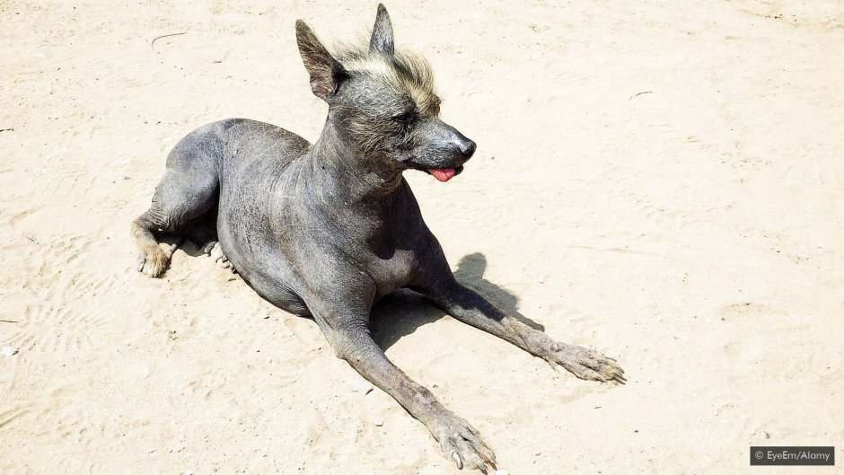 Собака похожаяя на Чипокабру