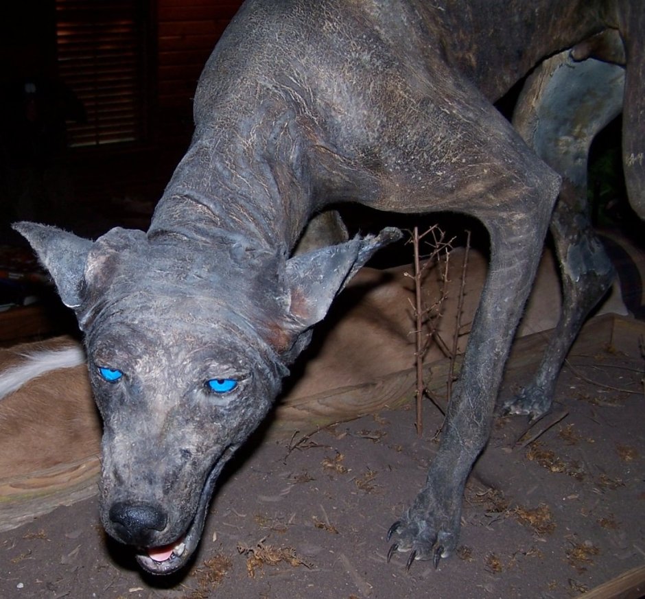 Белорусская чупакабра