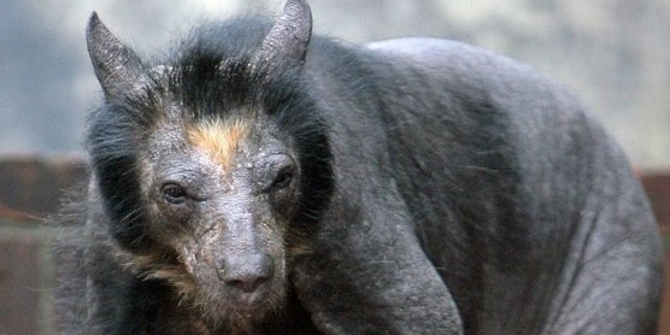 Мексиканская чупакабра