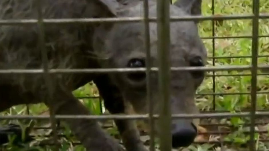 Чупакабра в мире животных