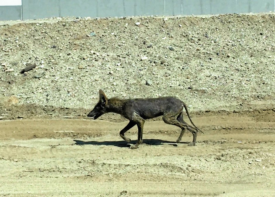 Африканская чупакабра