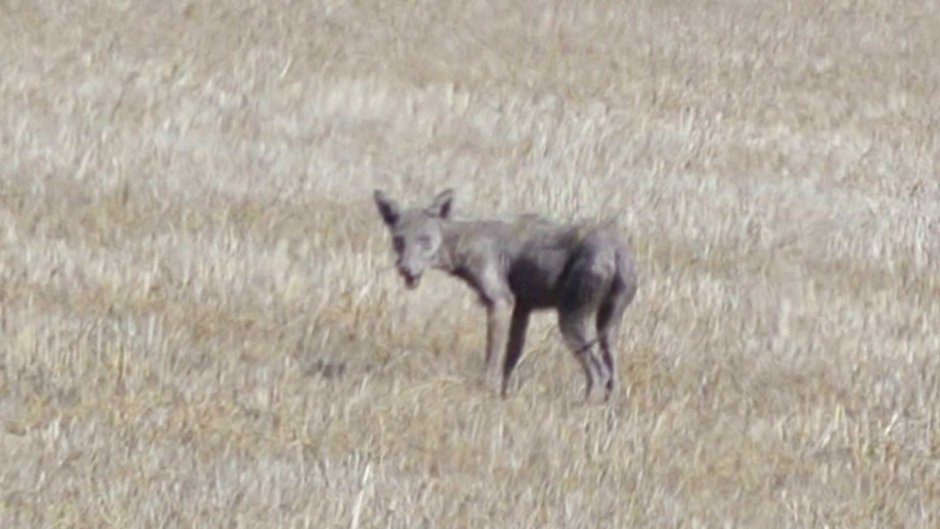 Чупакабра в Орловской области