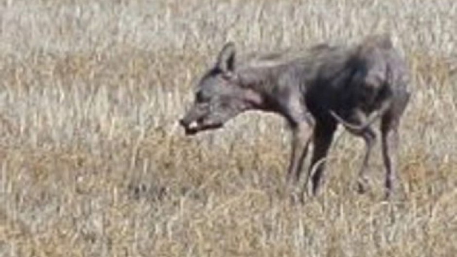 Абдулинская чупакабра