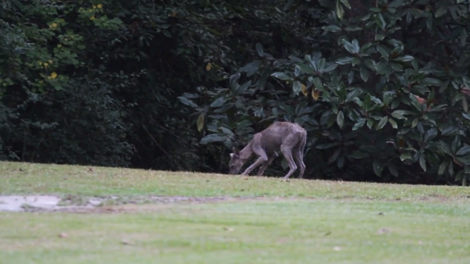 Чупакабра Южная Америка