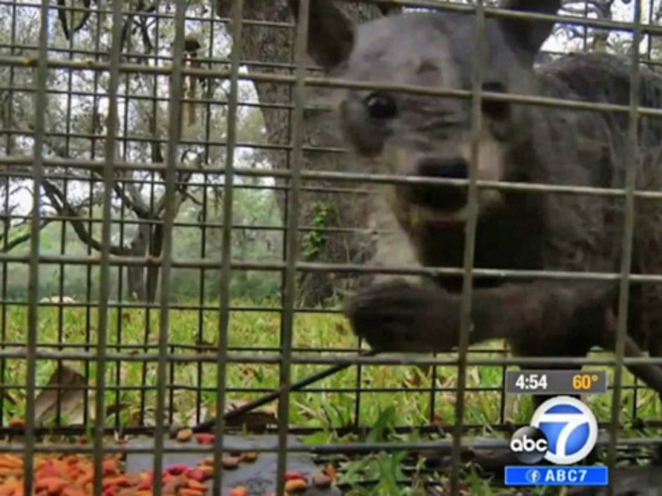 Воронежская чупакабра