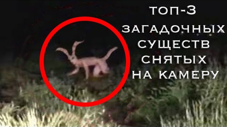 Чупакабры в реальной жизни