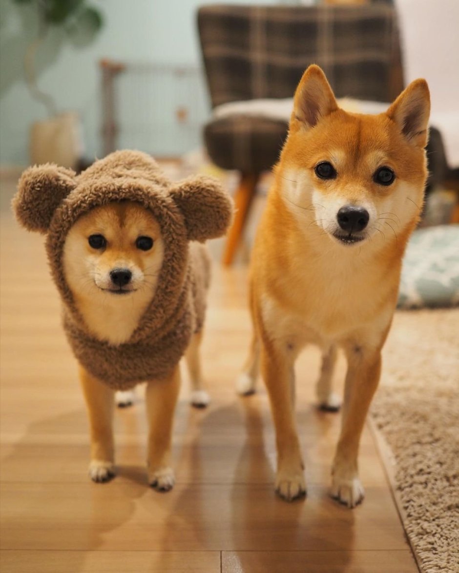 Собака улыбака сиба ину