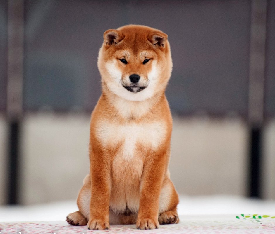 Сиба ину пушистая