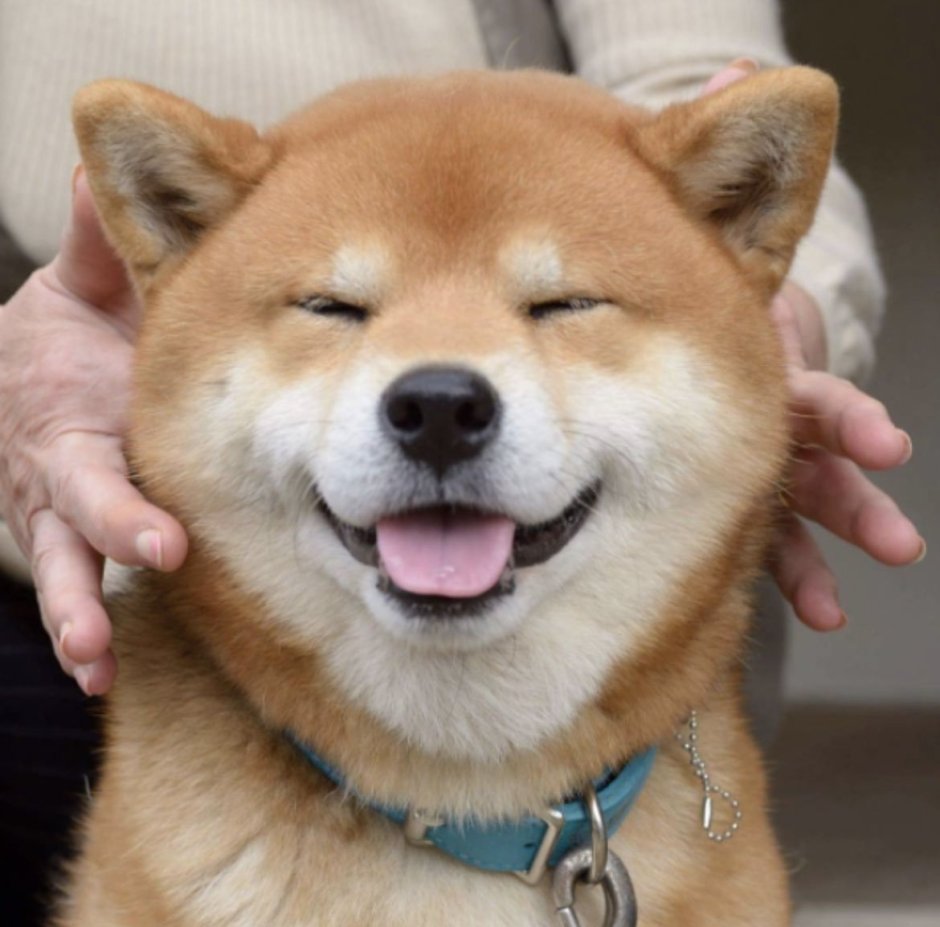 Сиба ину размер