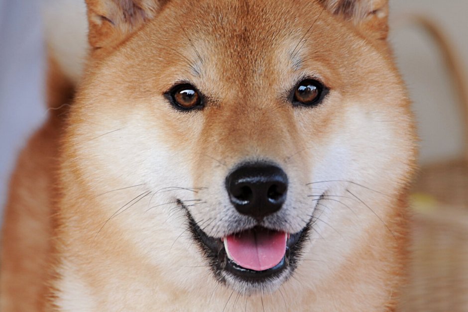 Порода сиба ину