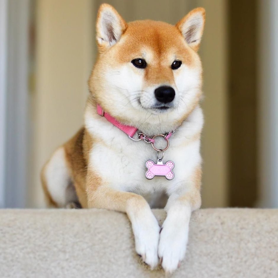 Акита сиба и корги