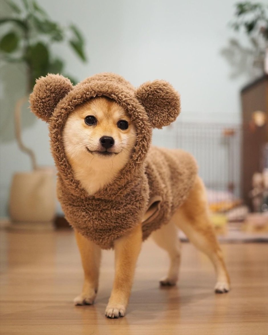 Мамесибу собака