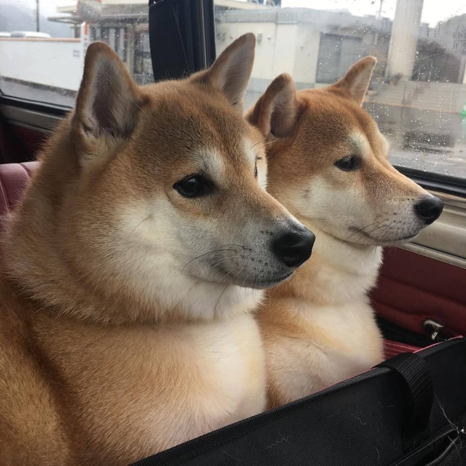 Акита-ину и сиба-ину смешные