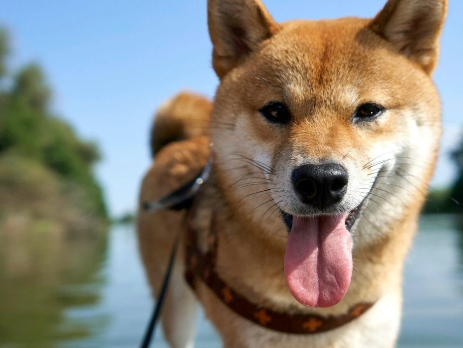 Шиба ину Додж