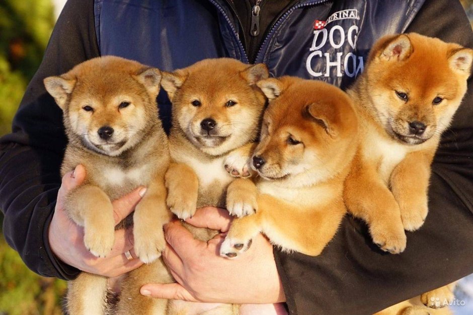 Шиба ину и Акита ину