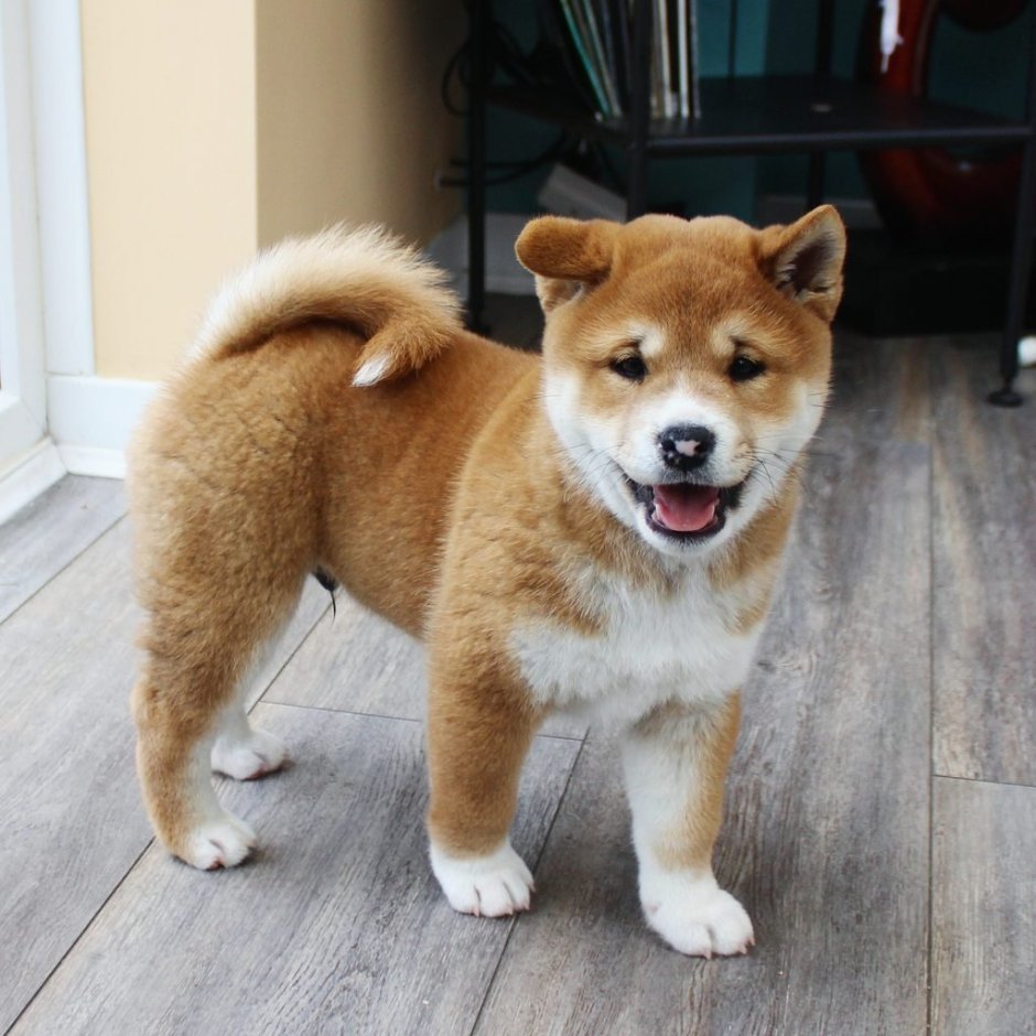 Сиба-ину породы собак