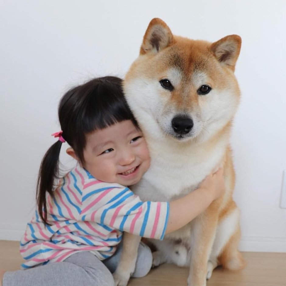 Сиба ину с человеком