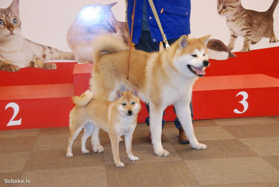 Шиба Акита и Шиба ину