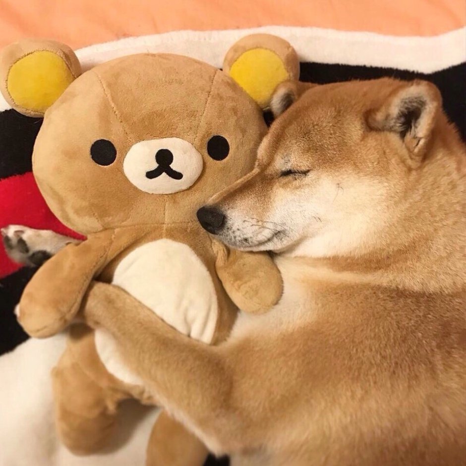 Акита ину малыш