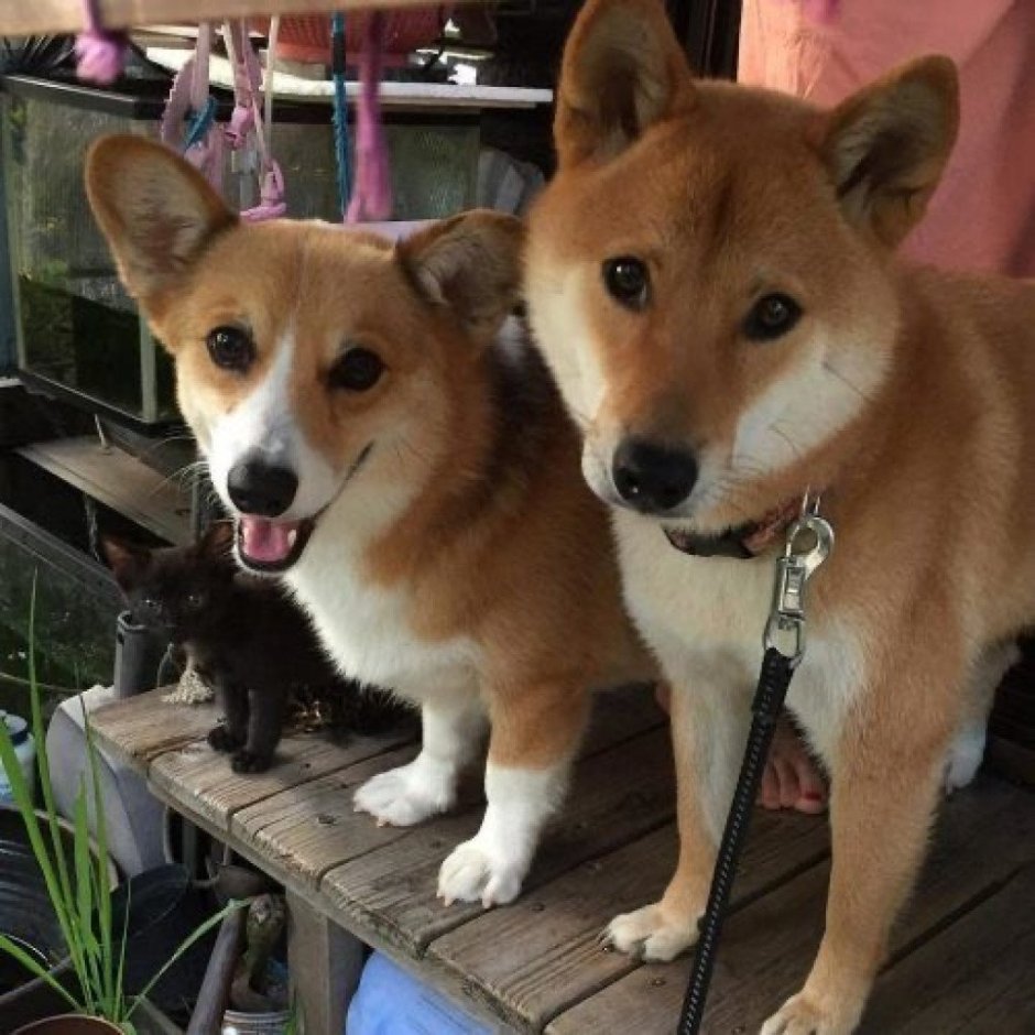 Сиба ину и корги