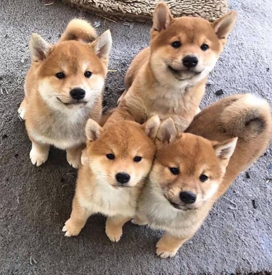 Милые собачки Шиба ину