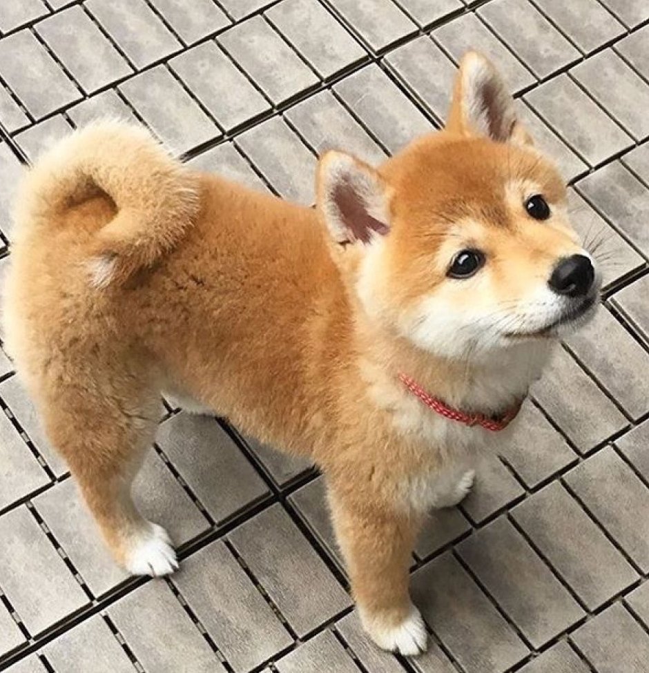 Шиба ину Карликовые