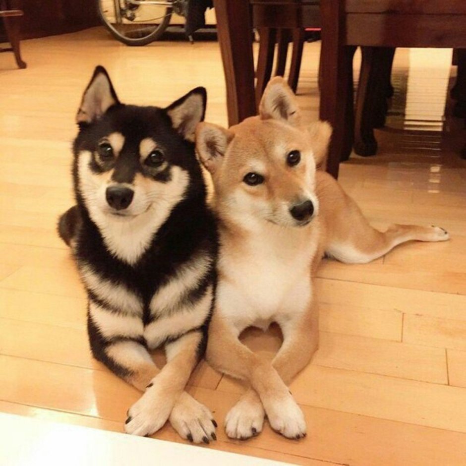 Сиба ину и хаски