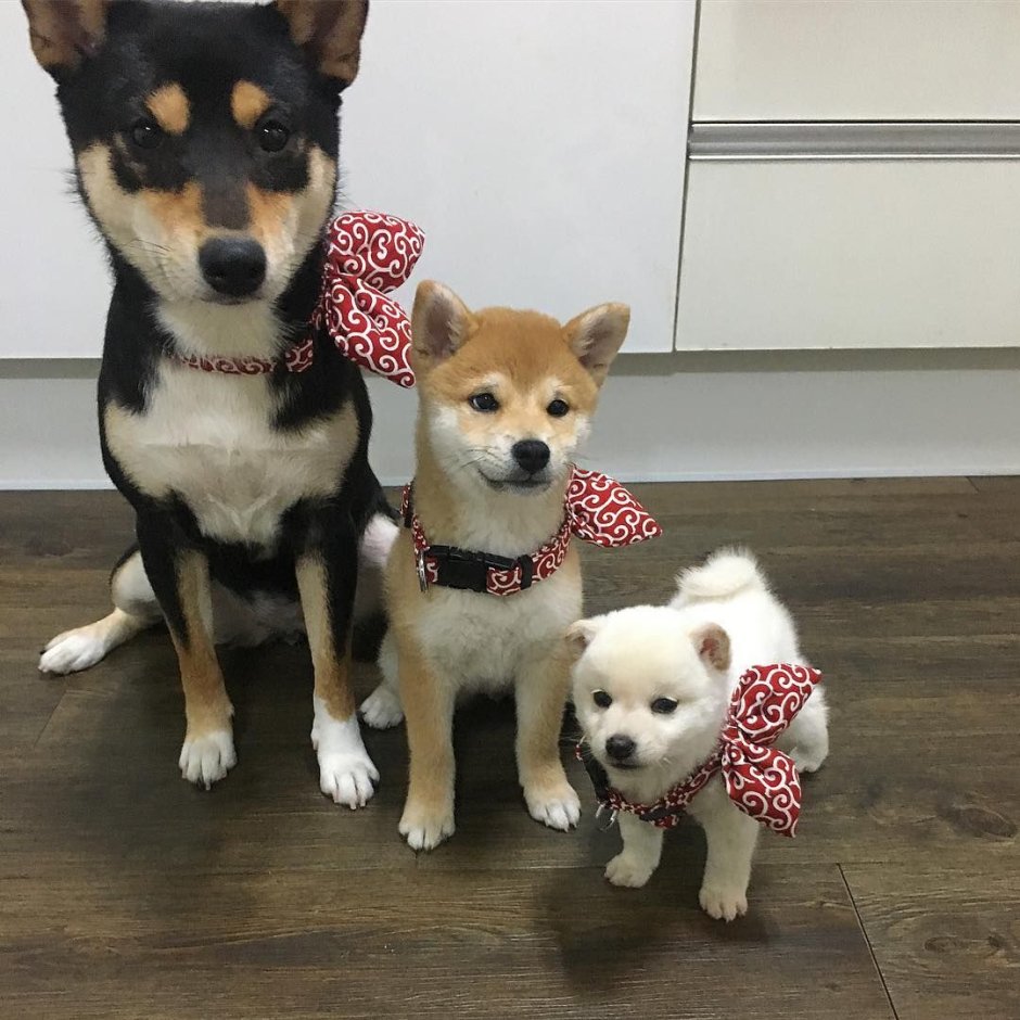 Сиба ину и Джек Рассел