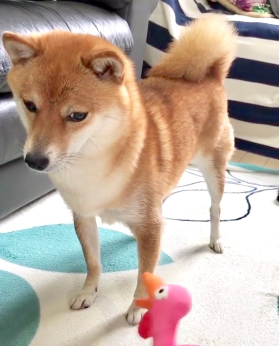 Мамешиба собака