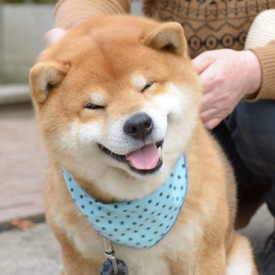 Сиба ину сезам