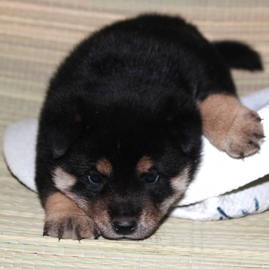 Мамесиба фильм