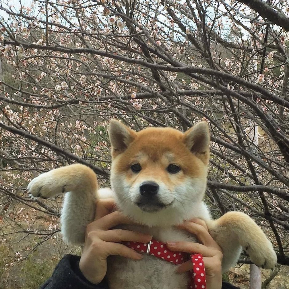 Акита ину Эстетика