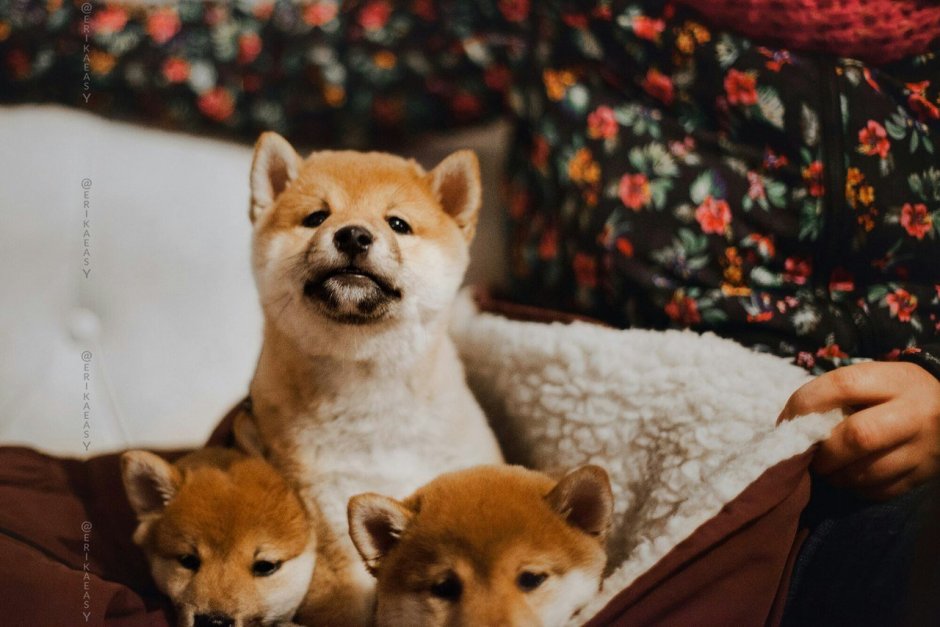 Сиба ину и корги