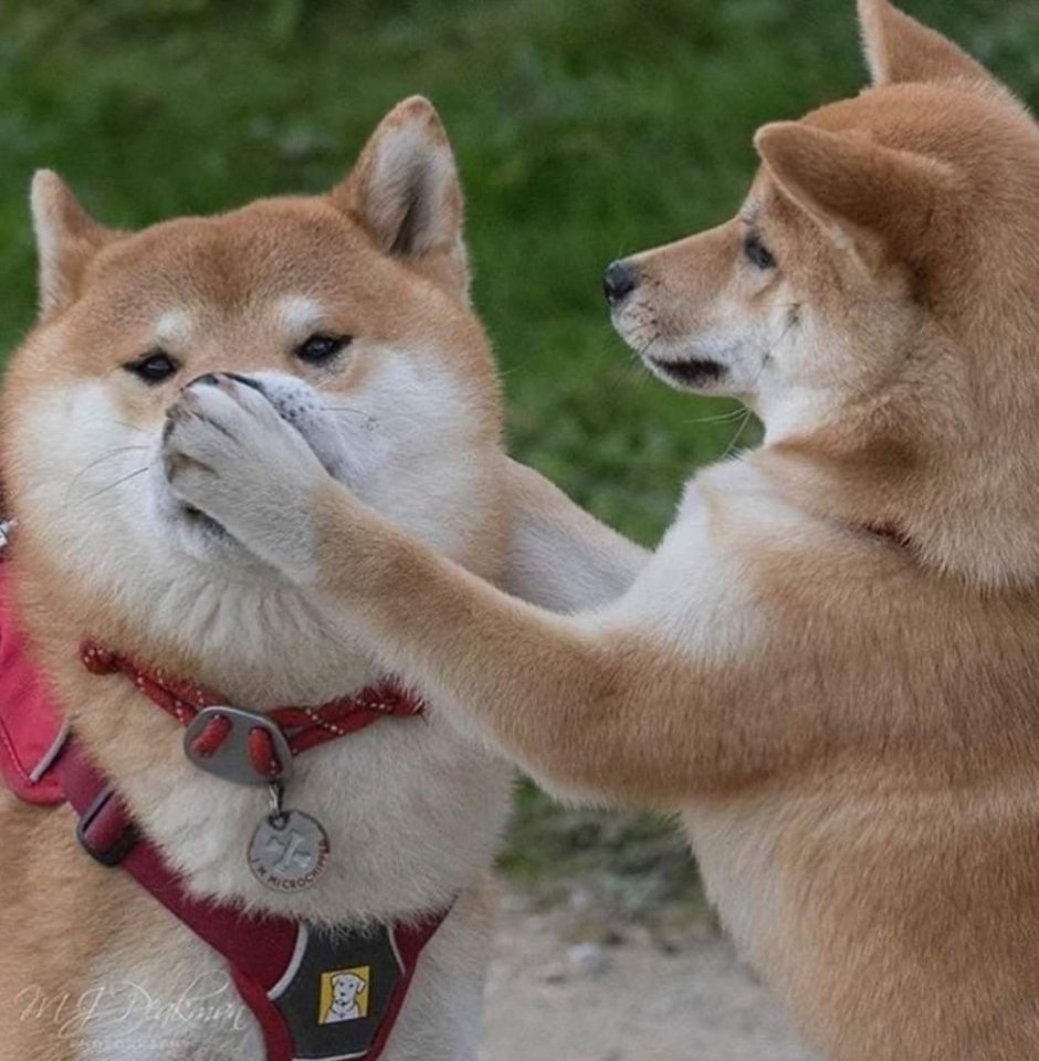 Акита-ину и сиба-ину