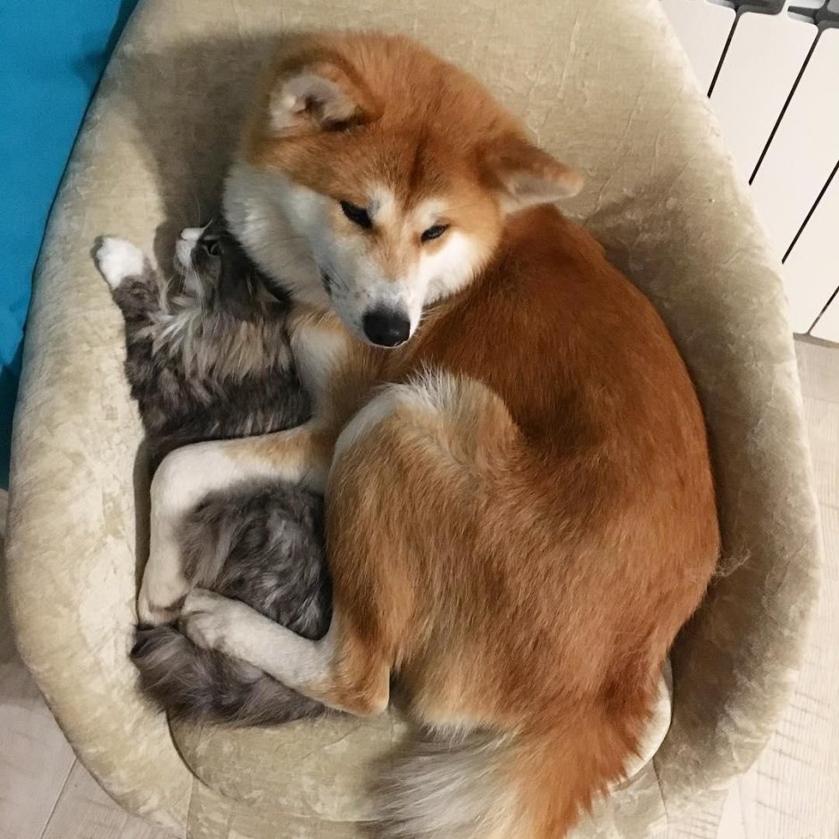 Маме сиба ину