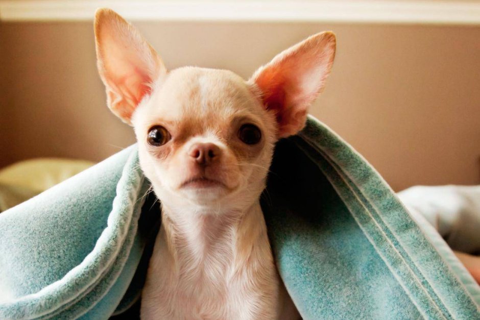 Британская чихуахуа