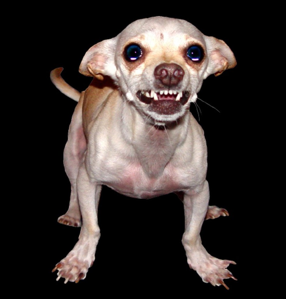 Шишколобый Гнидодав