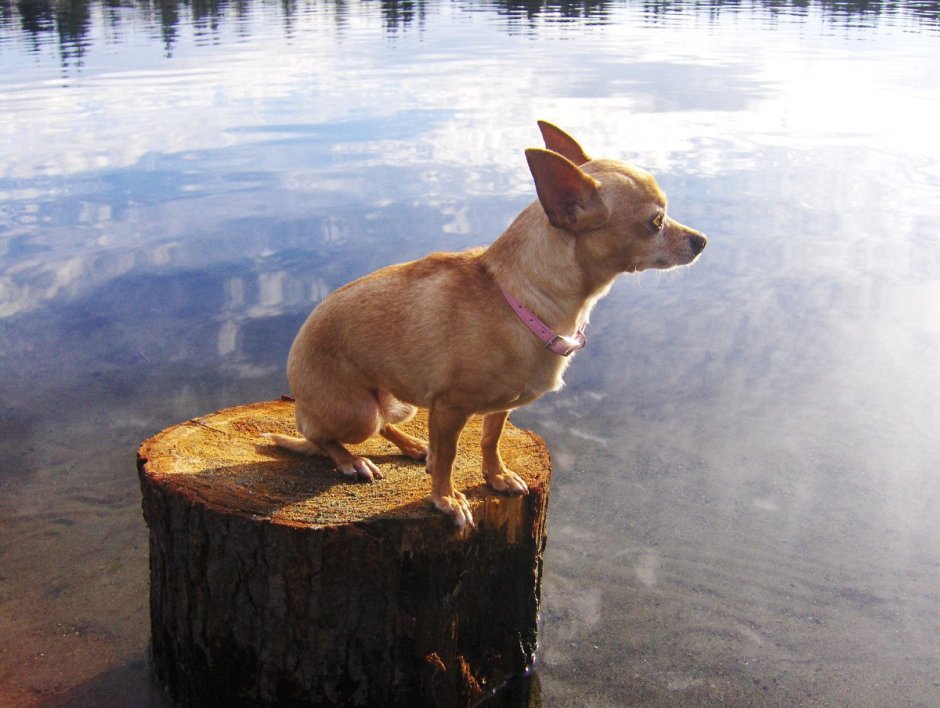 Собака с тремором порода