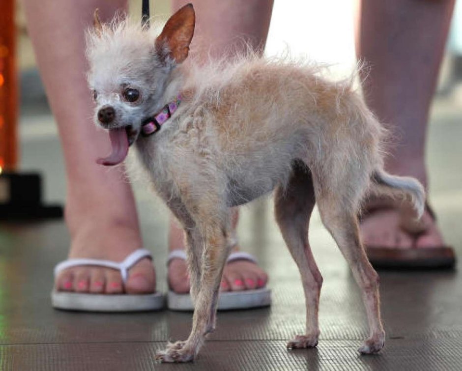 Чихуахуа китайская хохлатая