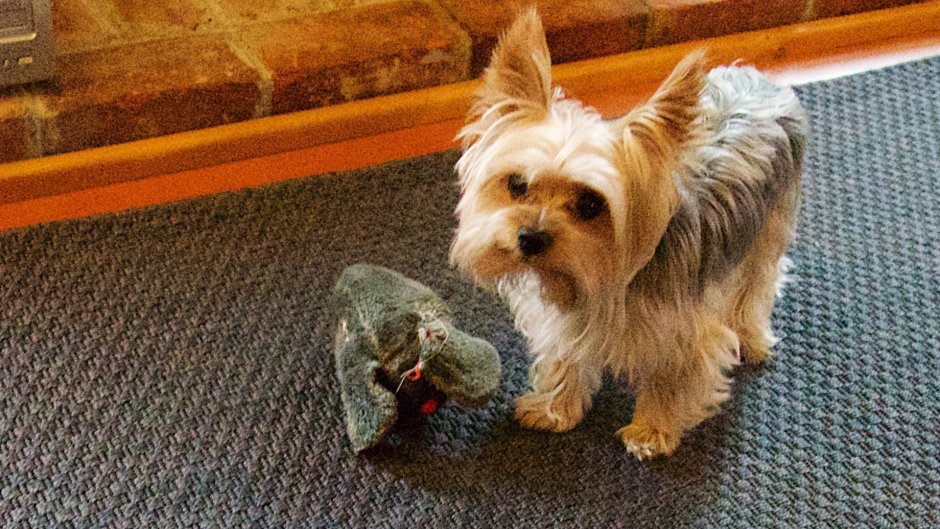 Маленькая комнатная собачка