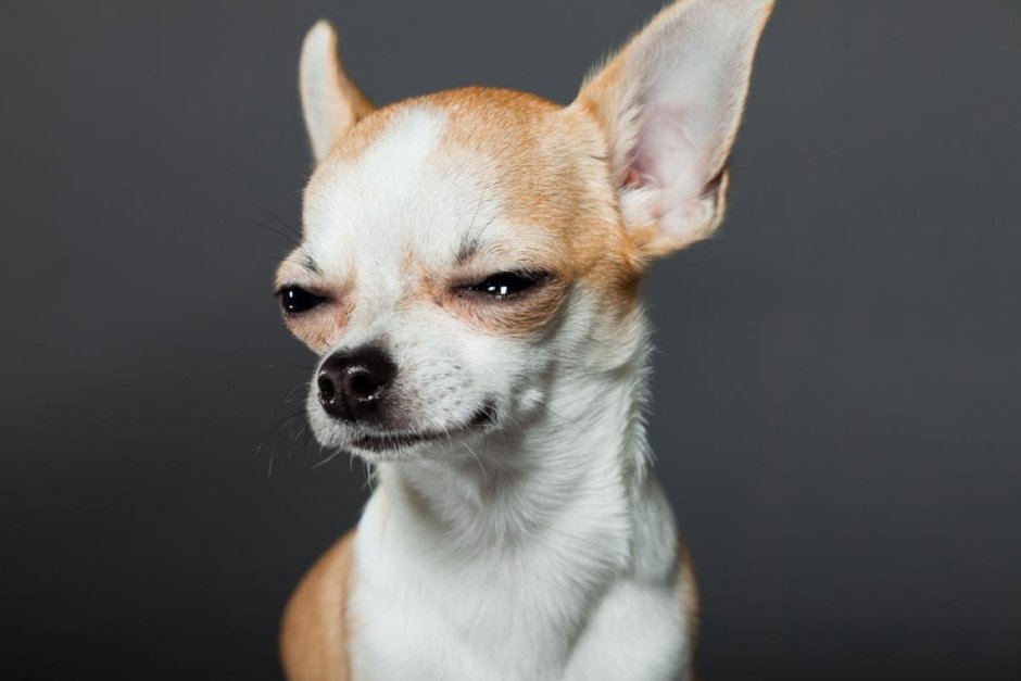 Чихуахуа Хуа злая