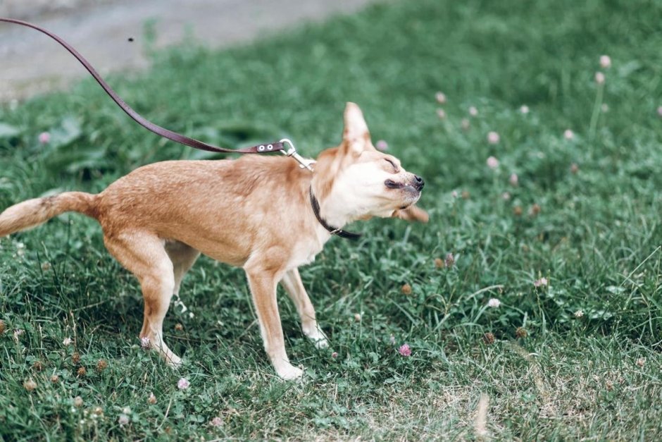 Порода собаки с трясущейся головой