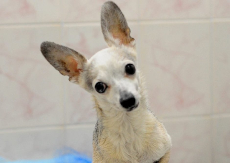 Трясущаяся собака порода