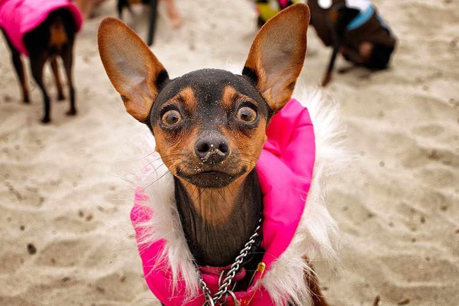 Тойчики порода собак