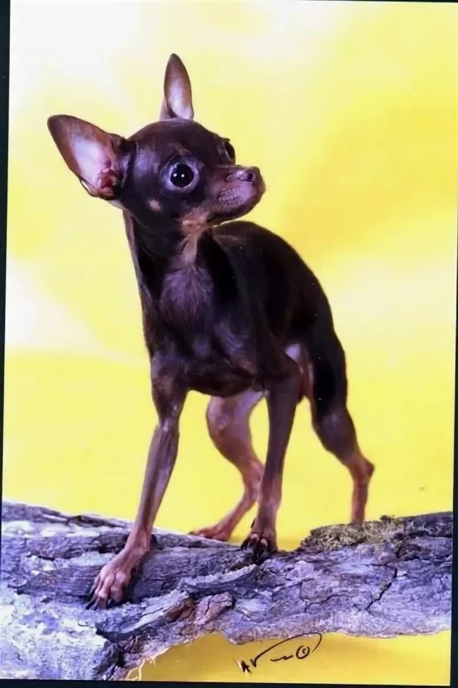 Карликовый той терьер черный